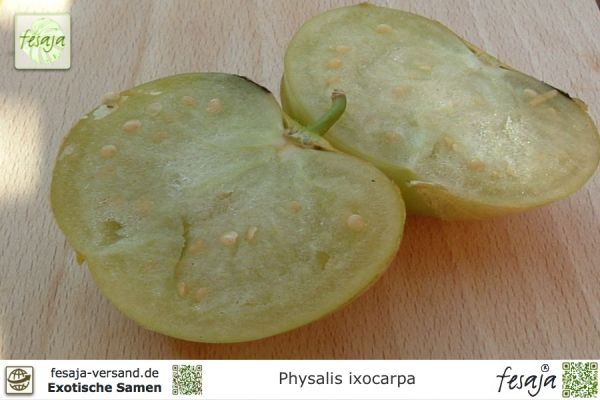 Physalis ixocarpa