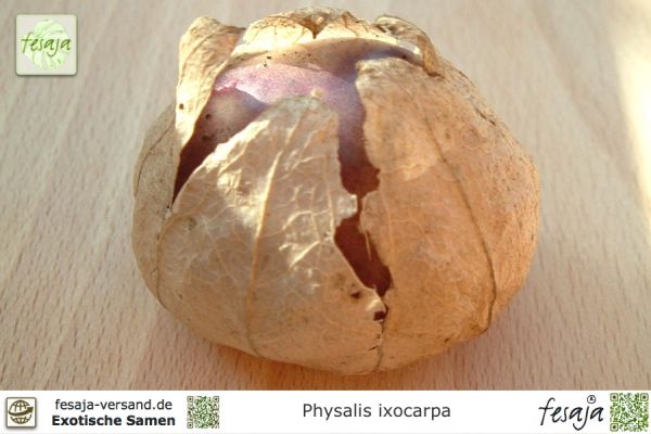 Physalis ixocarpa