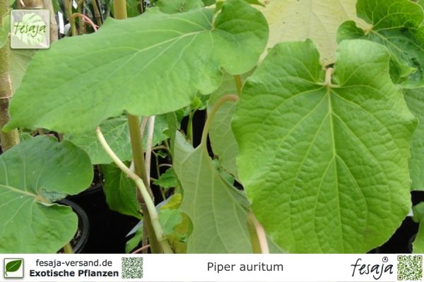 Piper auritum Pflanzen