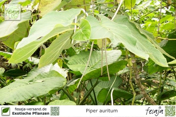 Piper auritum Pflanzen