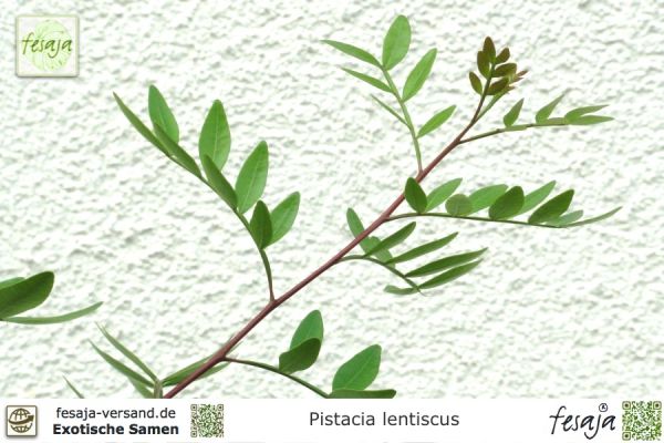 Pistacia lentiscus