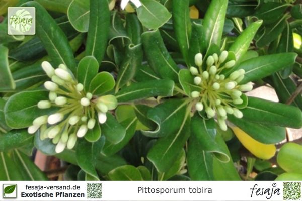 Pittosporum tobira Pflanzen