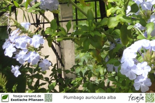 Plumbago auriculata alba Pflanzen
