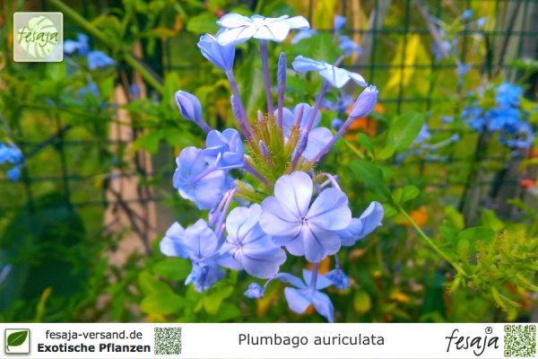Plumbago auriculata Pflanzen