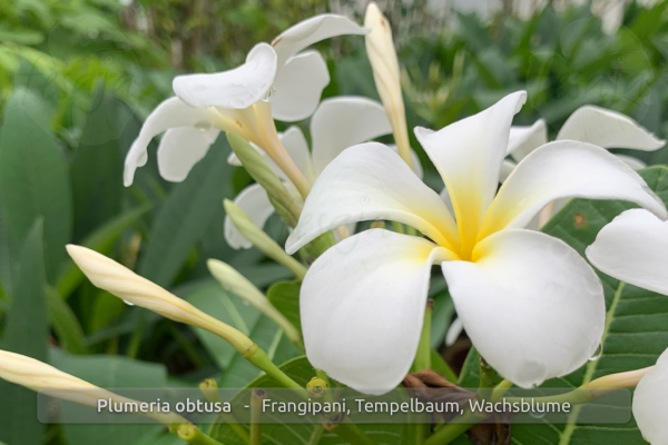 Plumeria obtusa weiß Pflanzen
