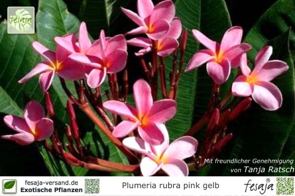 Plumeria rubra pink-gelb Pflanzen