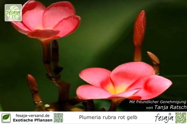Plumeria rubra rot-gelb Pflanzen