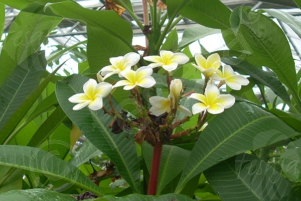 Plumeria rubra (Frangipani weiss-gelb, Pagodenbaum, Plumeria, Tempelbaum, Westindischer Jasmin)