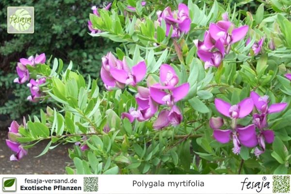 Polygala myrtifolia Pflanzen