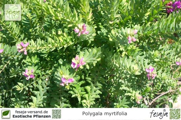 Polygala myrtifolia Pflanzen