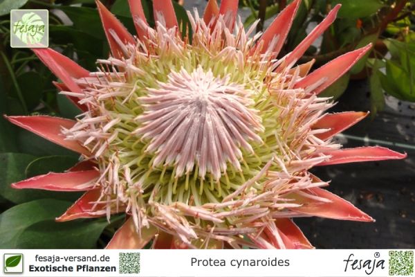Protea cynaroides Pflanzen