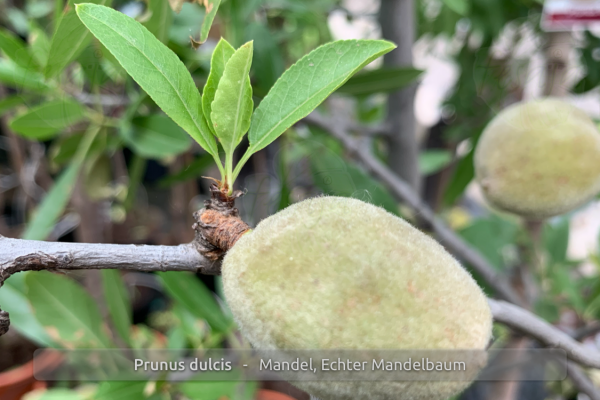 Prunus dulcis Pflanze