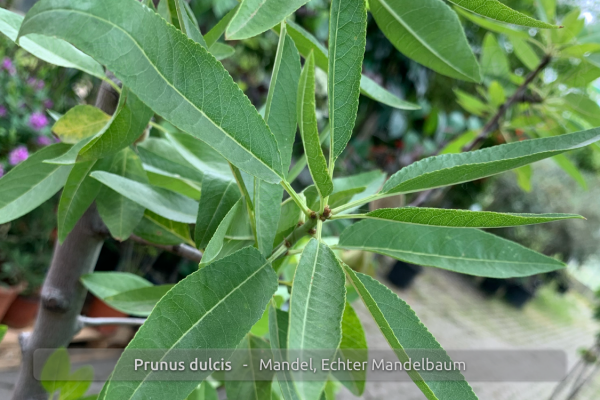 Prunus dulcis Pflanze