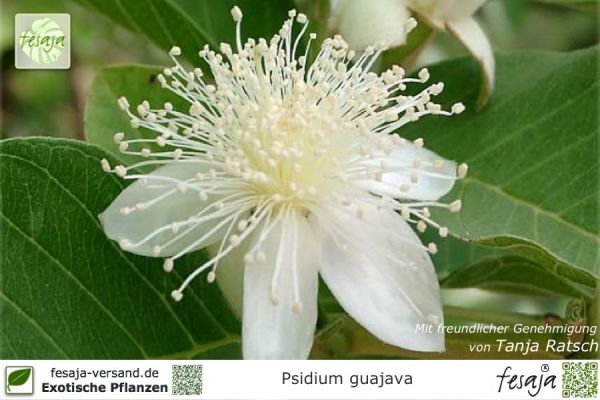 Psidium guajava Pflanzen