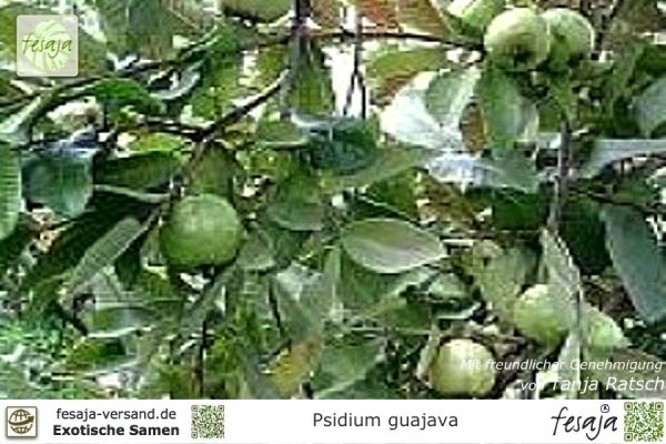 Psidium guajava