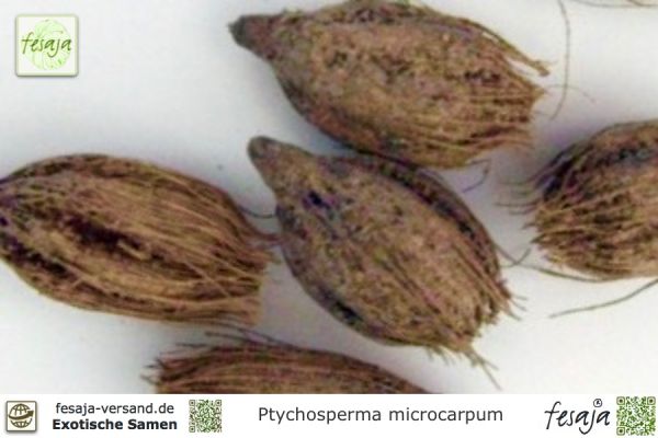 Ptychosperma microcarpum Samen