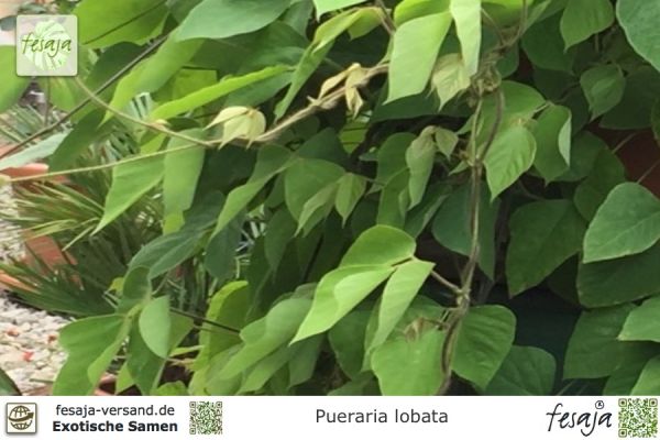 Pueraria phaseoloides