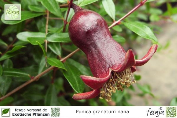 Punica granatum nana Pflanzen