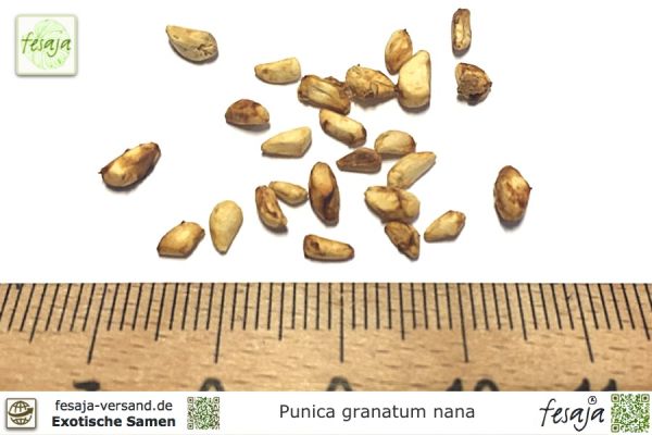 Punica granatum nana Samen