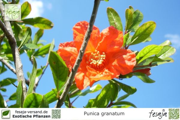 Punica granatum Pflanzen