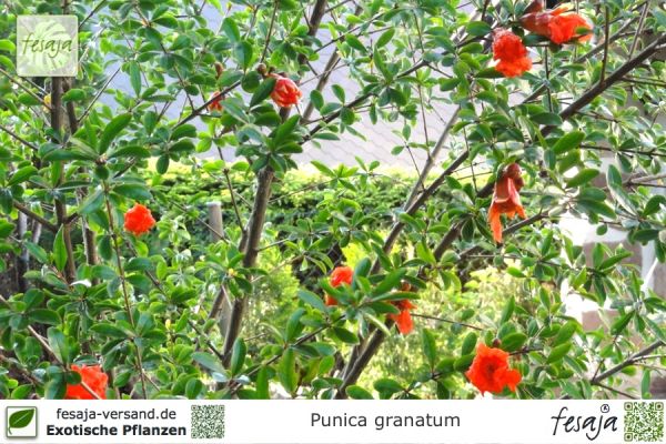 Punica granatum Pflanzen