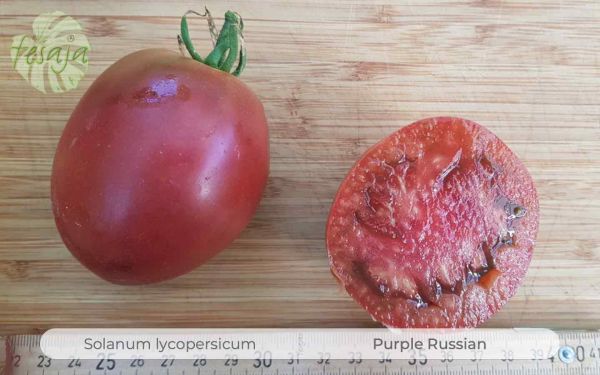 Tomate Purple Russian