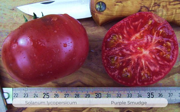Tomate Purple Smudge