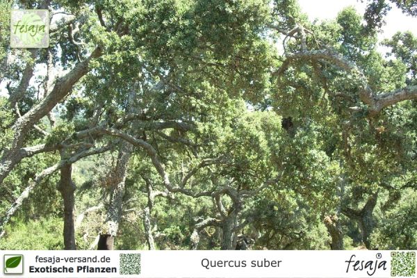 Quercus suber Pflanzen