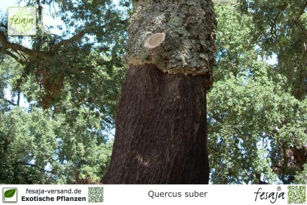Quercus suber Pflanzen