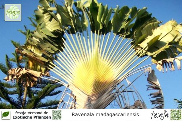Ravenala madagascariensis Pflanzen