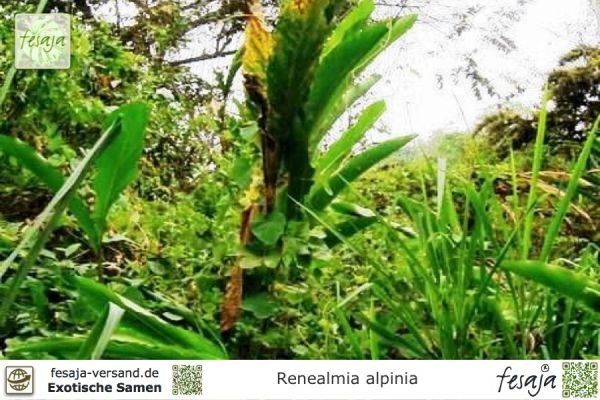 Renealmia alpinia