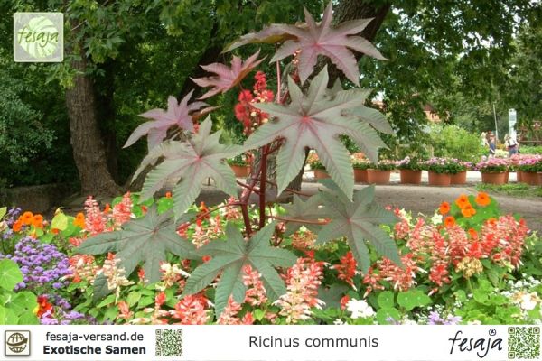 Ricinus communis