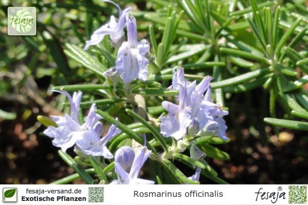 Salvia rosmarinus Pflanzen