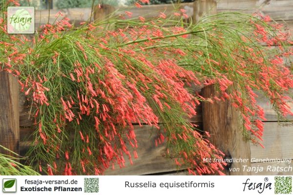Russelia equisetiformis Pflanzen