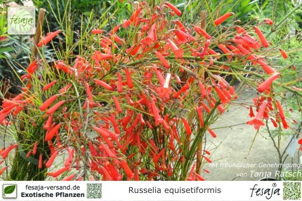 Russelia equisetiformis Pflanzen
