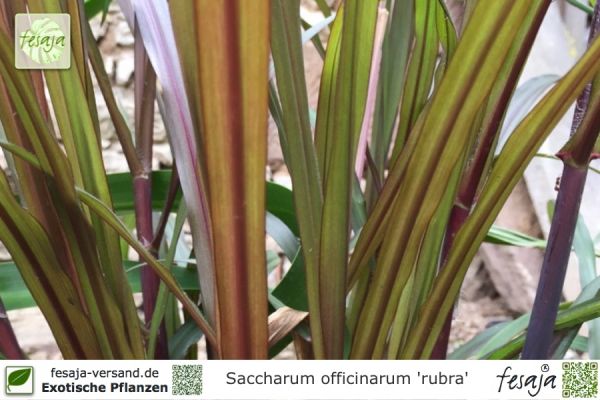 Saccharum officinarum 'rubra' Pflanzen