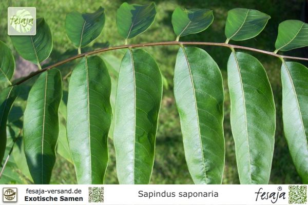 Indische Seifenbeere (Sapindus saponaria), Samen