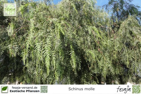 Schinus molle Pflanzen