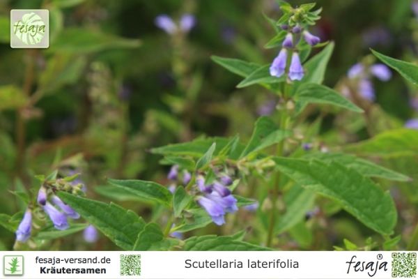 Scutellaria laterifolia