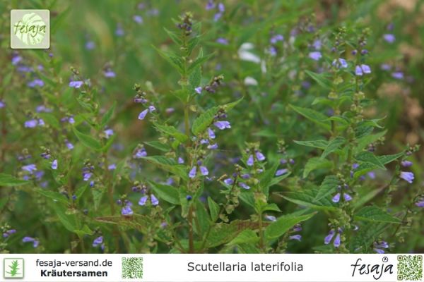 Scutellaria laterifolia