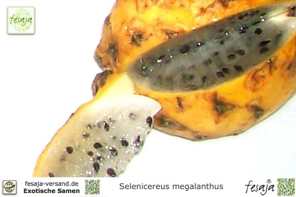 Selenicereus megalanthus