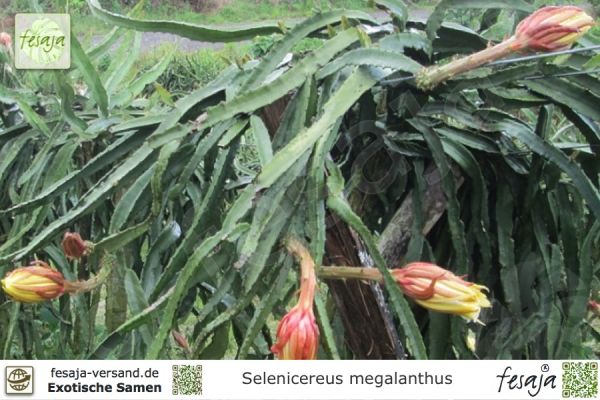 Selenicereus megalanthus