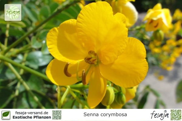 Cassia Senna corymbosa Pflanzen