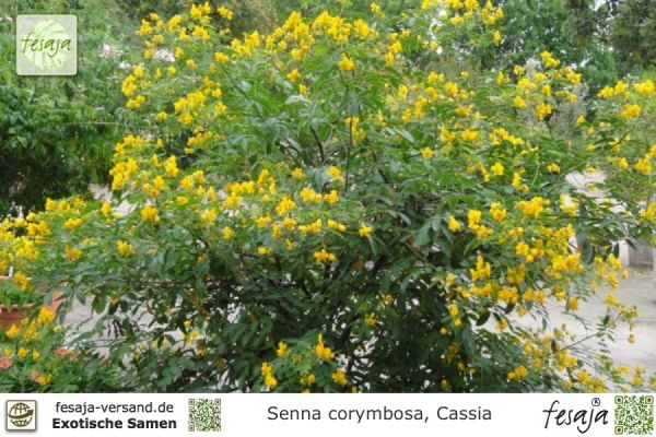 Senna (Cassia) corymbosa