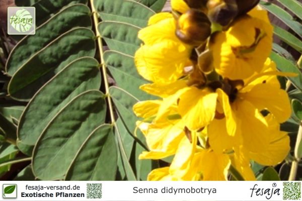 Cassia Senna didymobotrya Pflanzen