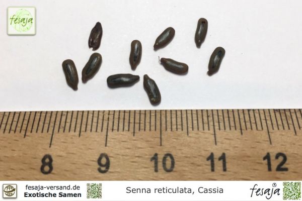 Senna (Cassia) reticulata Samen