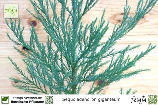 Sequoiadendron giganteum Pflanzen