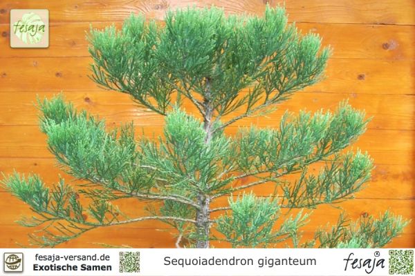 exotisch Saatgut Geschenkidee Samen für dekorative Gartenpflanze BERGMAMMUTBAUM