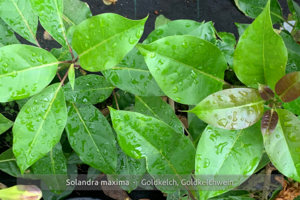 Solandra maxima Pflanze