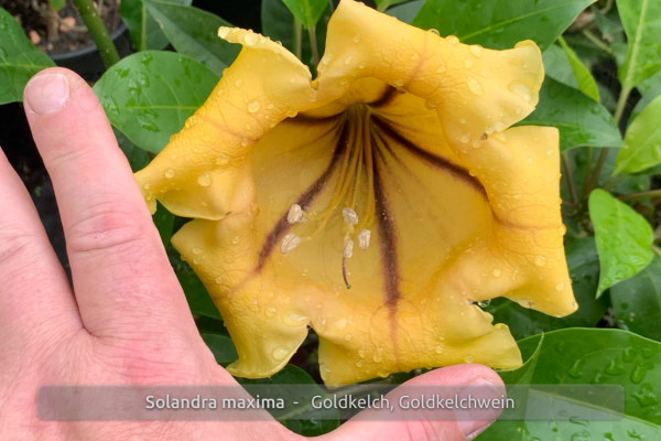 Solandra maxima Pflanze